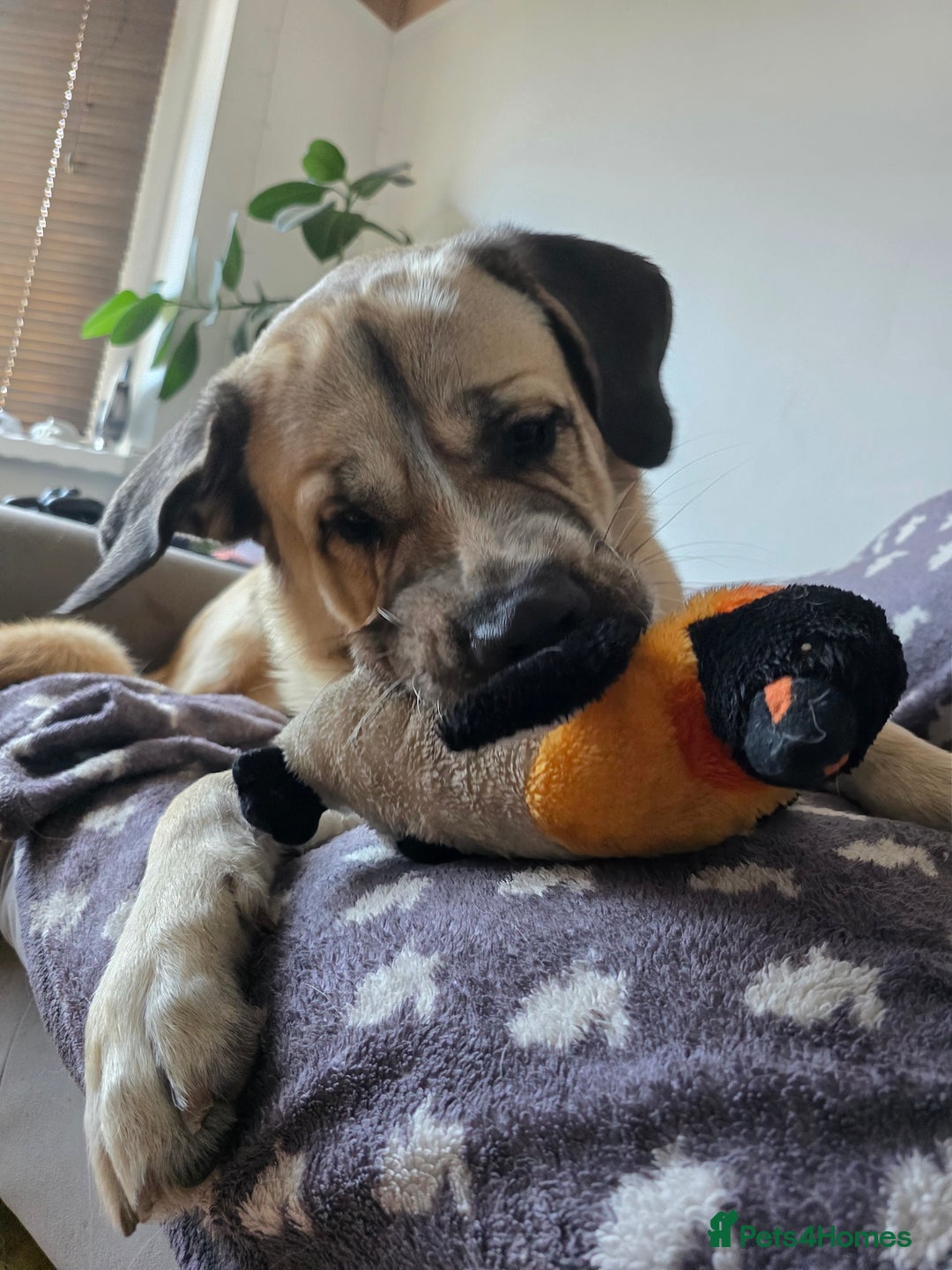 Mixed Breed dogs for sale: Gentle giant, only 5 stars home - Image 3