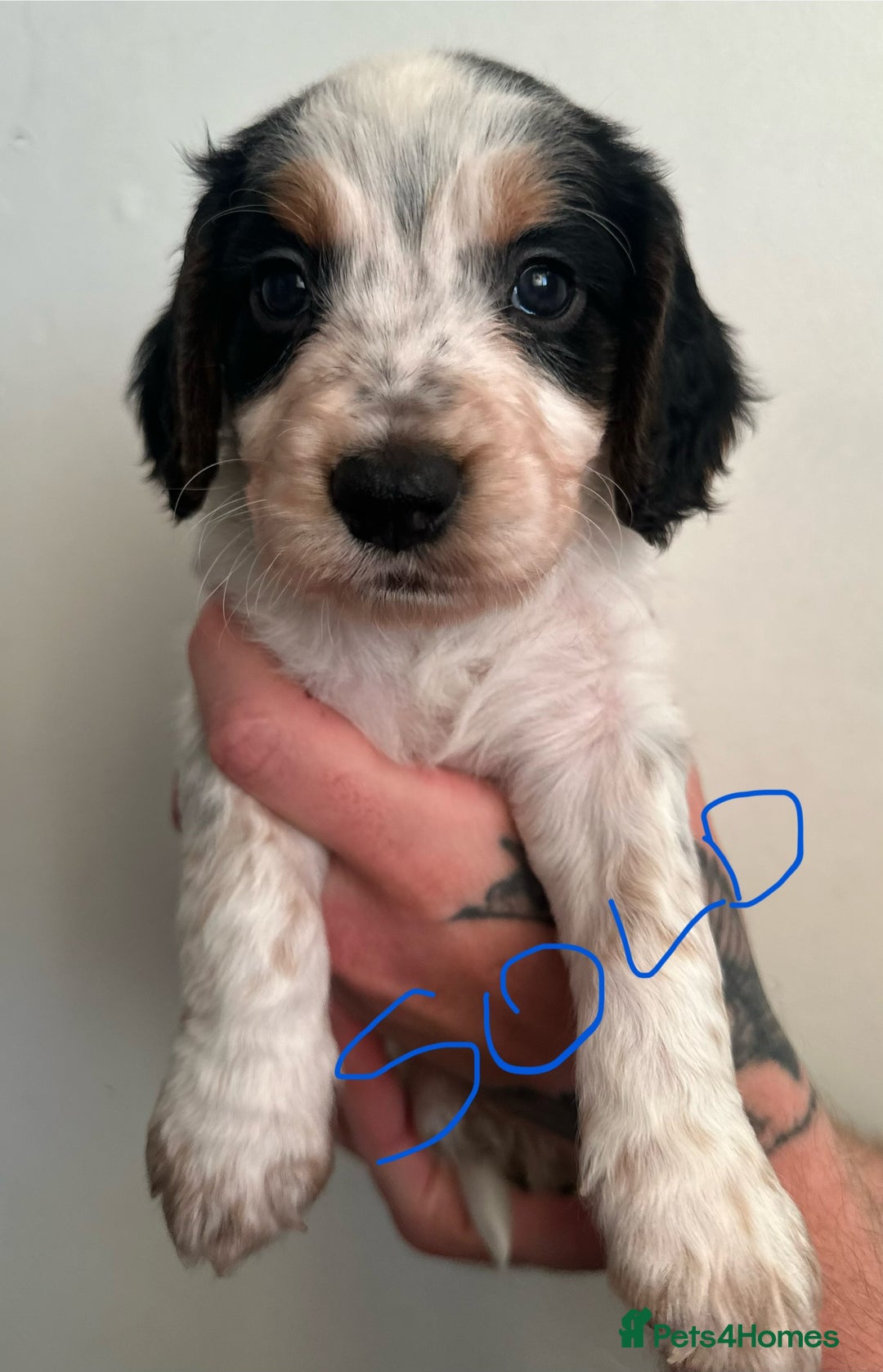 Cocker Spaniel dogs for sale: 1 Gorgeous Girl Cocker Spaniels - Ready to leave - Image 20