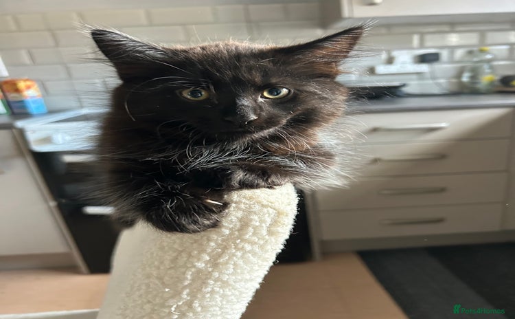 Maine Coon cats - Advert 12