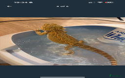 Dragon reptiles for sale: Bearded Dragon  - Image 1