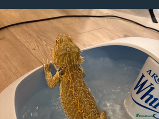 Dragon reptiles - Advert 14