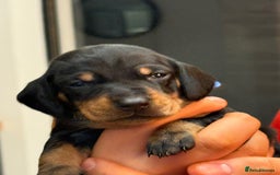 Miniature Dachshund dogs for sale: 7 miniature dachshunds for sale  - Advert 7