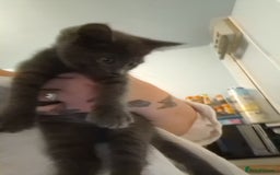 Mixed Breed cats for sale: 8 week kittens - Image 2