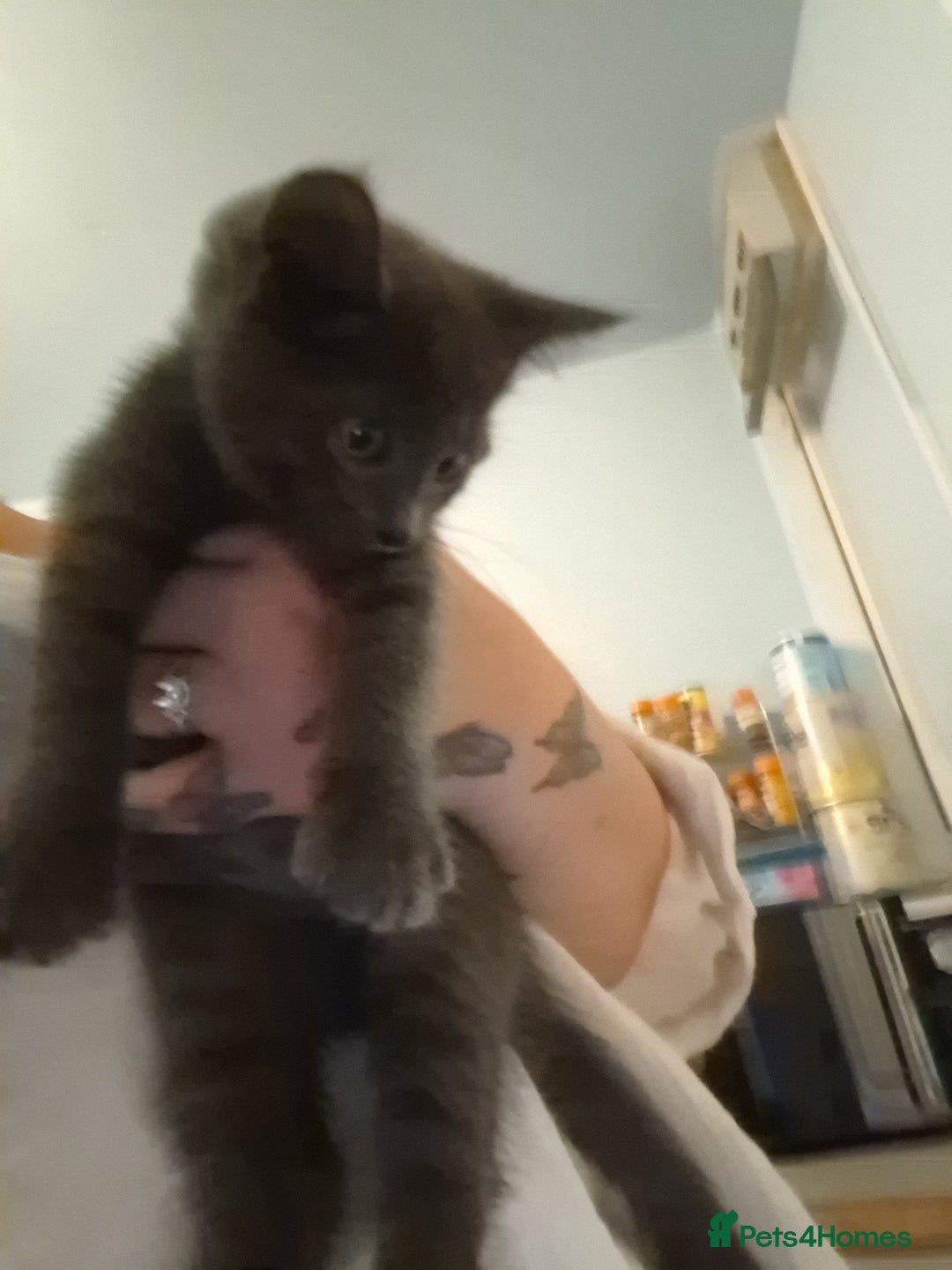 Mixed Breed cats for sale: 8 week kittens - Image 2