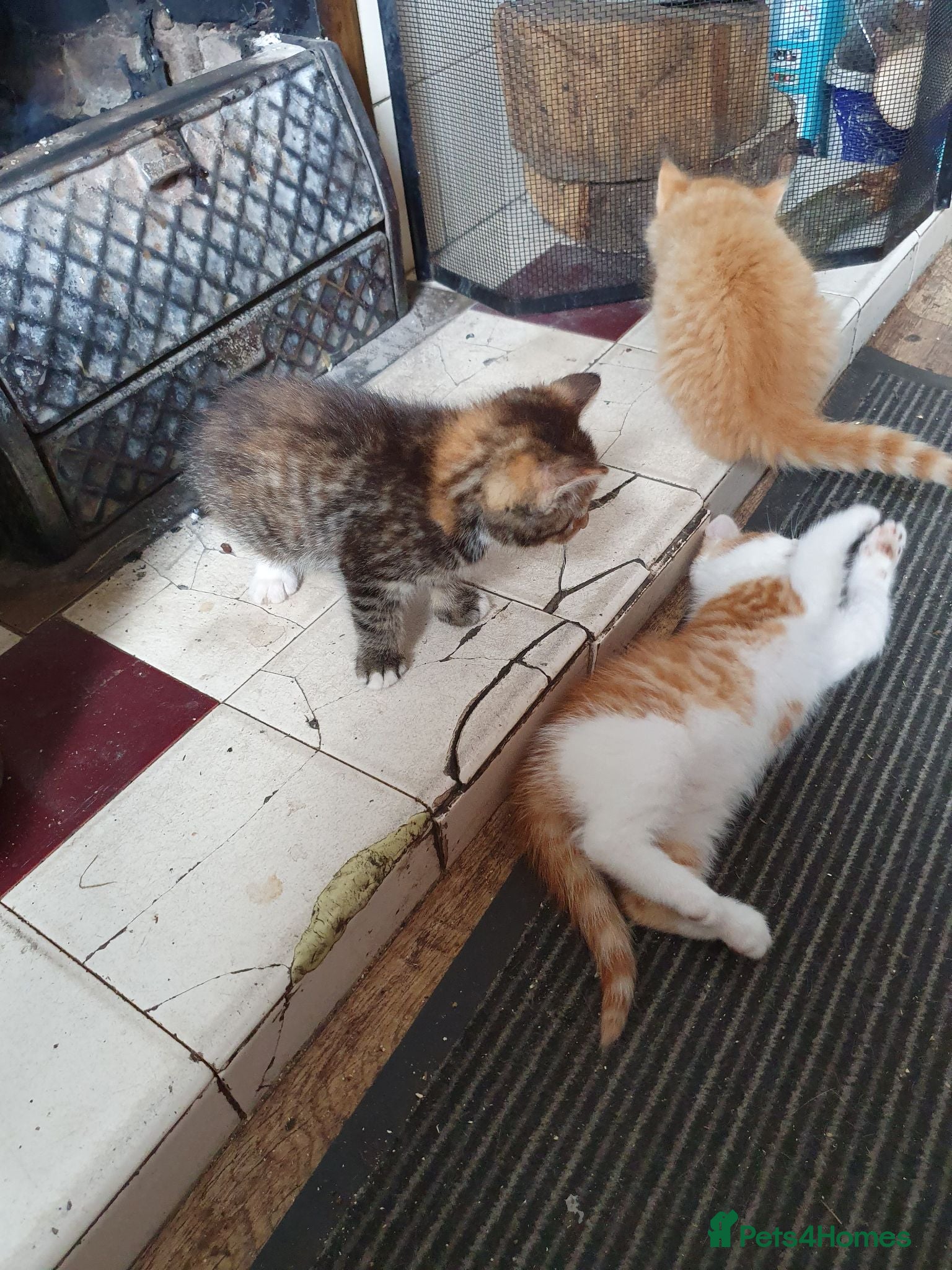 Mixed Breed cats Kitten Klub - Advert 2