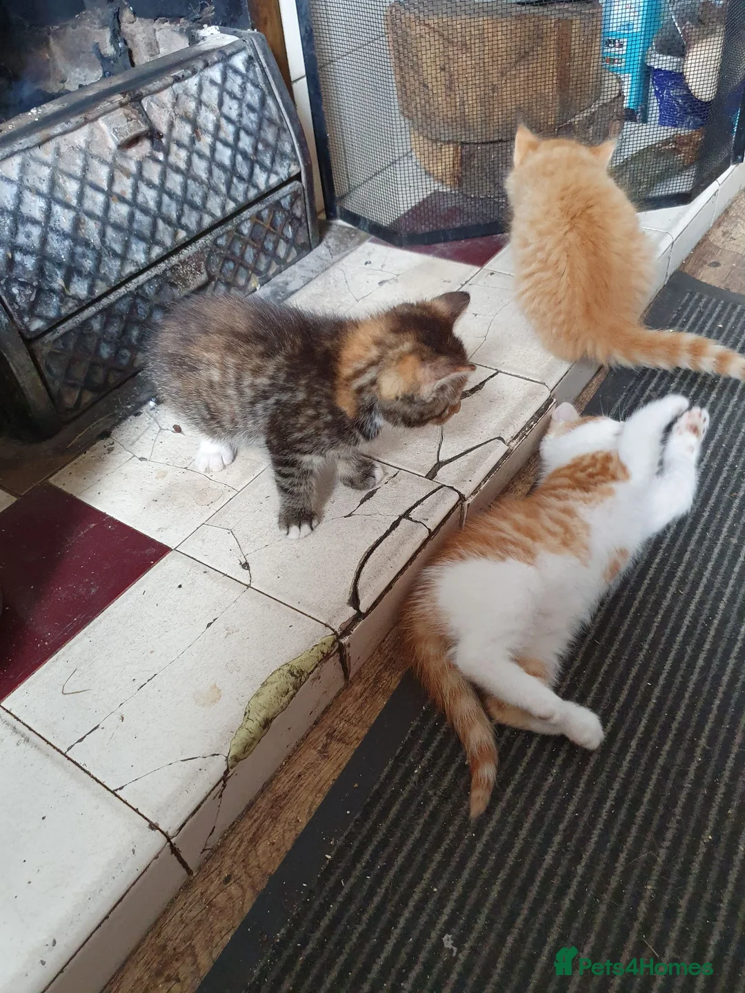 Mixed Breed cats for sale: Kitten Klub - Advert 1