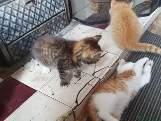 Mixed Breed cats Kitten Klub - Advert 10