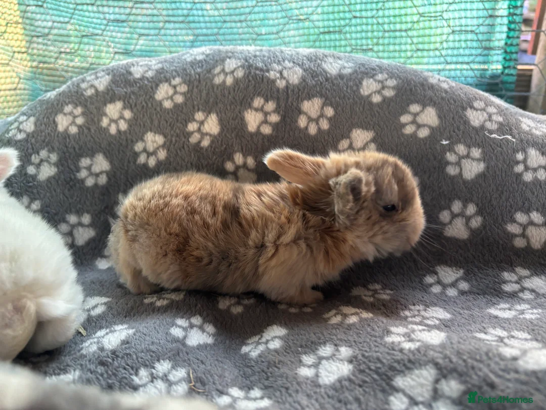 Mini Lop rabbits for sale: 3 beautiful mini lops  - Advert 5