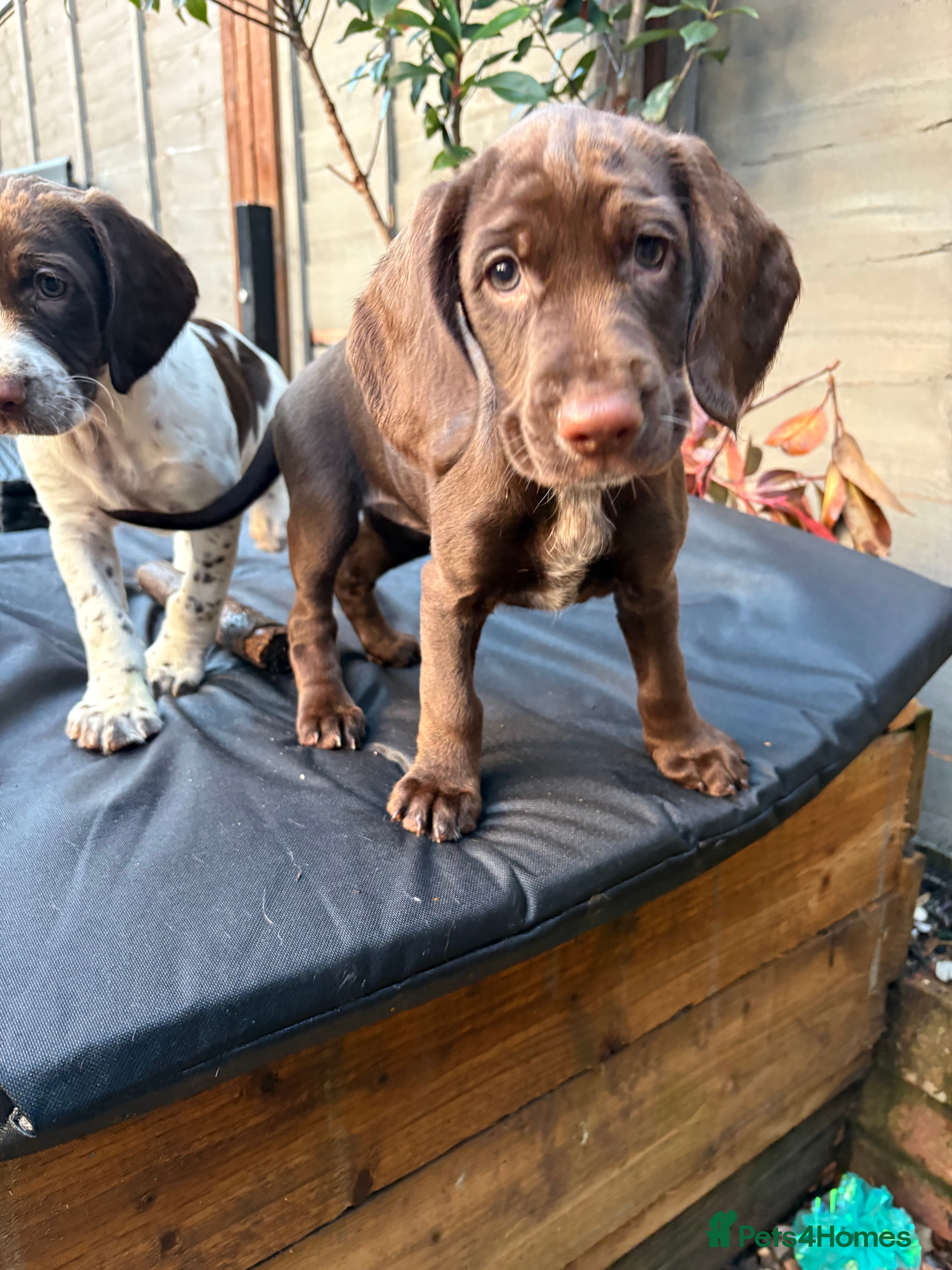Mixed Breed dogs Sprocker spaniels  - Advert 7