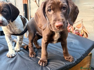 Mixed Breed dogs Sprocker spaniels - Advert 4