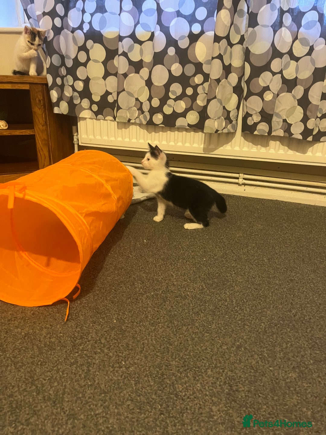 Mixed Breed cats for sale: Two beautiful kittens - Image 5