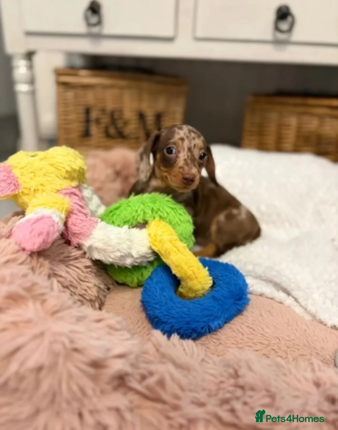 Miniature Dachshund dogs for sale: An Exclusive Litter of Miniature Dachshunds! in Bromley - Advert 2