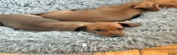 Miniature Dachshund dogs for sale: ⭐️REDUCED⭐️KC Miniature Smooth haired Dachshund  - Advert 23