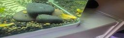 Plecos fish for sale: Angel wing bristlenose albino  baby's  - Advert 2