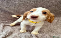 Sprocker dogs for sale: Stunning Sprocker Spaniel puppies  - Image 8
