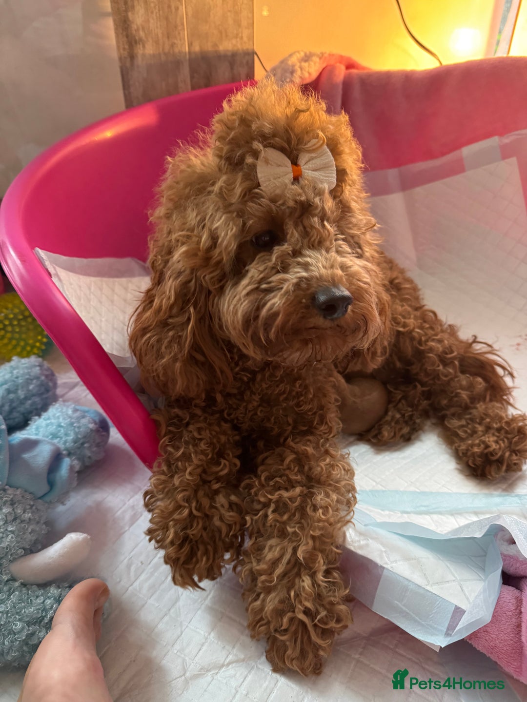 Toy Poodle dogs for sale: Gorgeous Toy Poodle Puppies  - Advert 2
