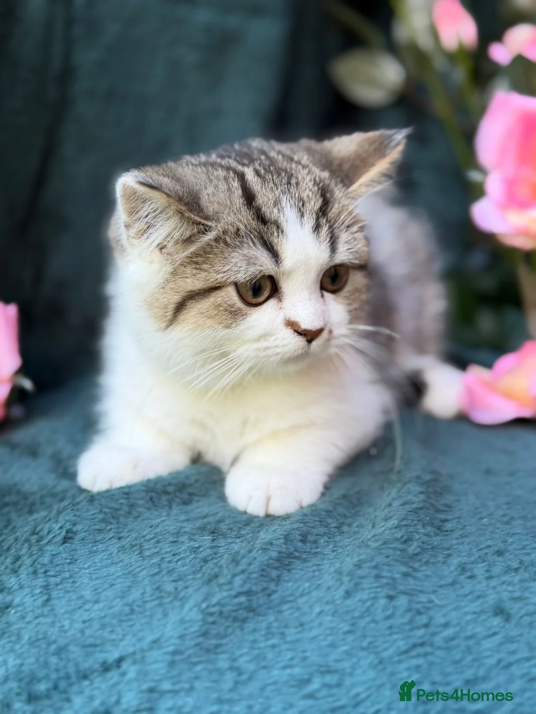 British Longhair cats for sale: TICA British Longhair & Shorthair Girls😺 - Advert 2