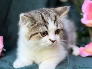 British Longhair cats TICA British Longhair & Shorthair Girls😺 - Advert 10