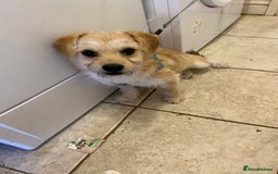 Mixed Breed dogs for sale: 8 month old male small mix breed - Image 1