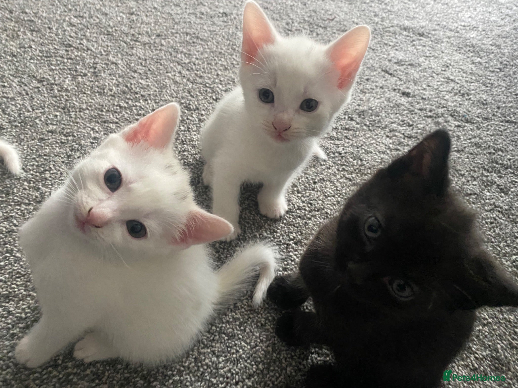 Mixed Breed cats Gorgeous kittens  - Advert 2