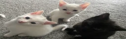 Mixed Breed cats for sale: Gorgeous kittens  in Stourbridge - Advert 1