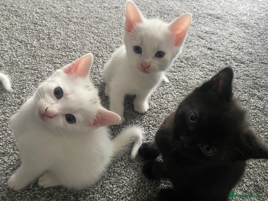 Mixed Breed cats for sale: Gorgeous kittens  in Stourbridge - Advert 1