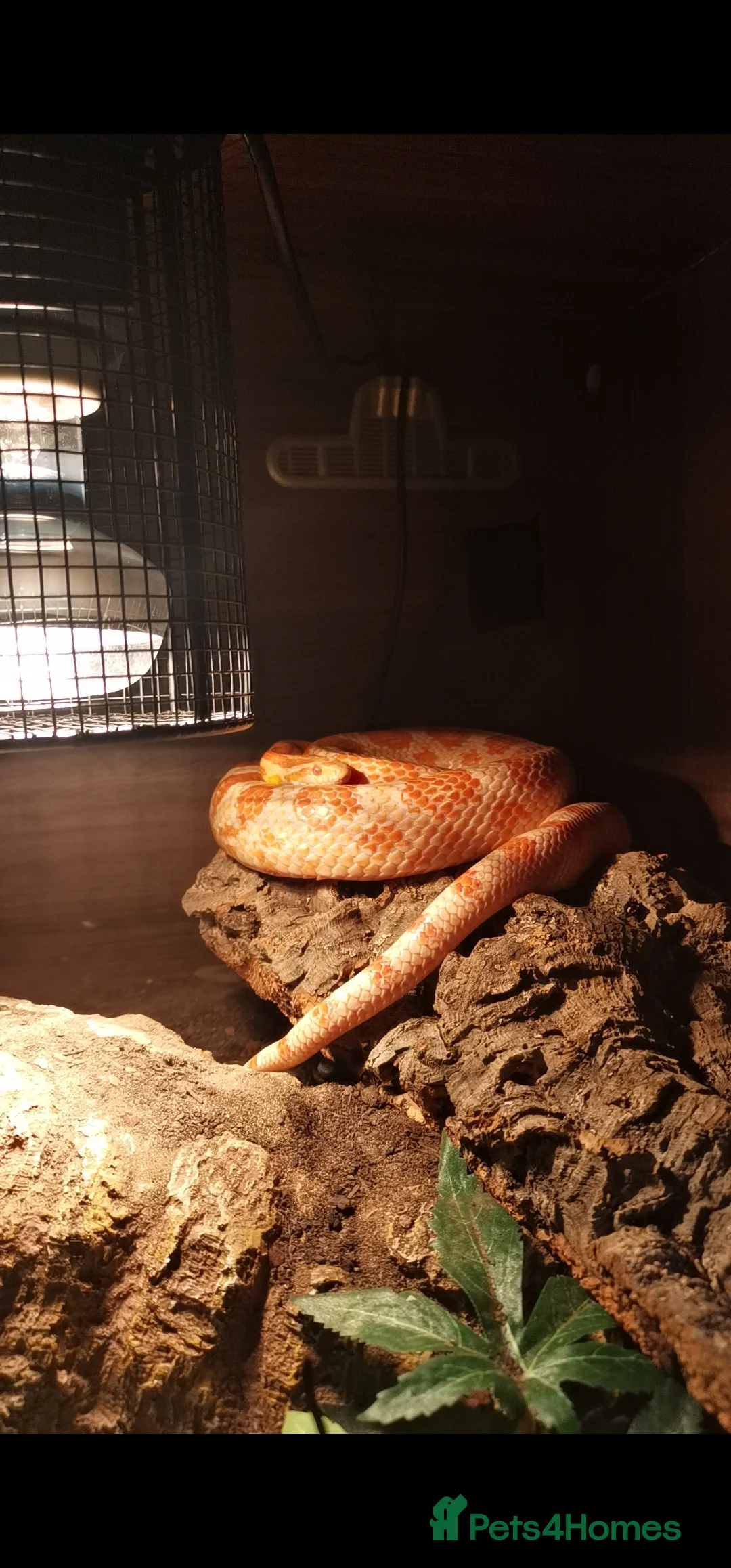 Corn Snake reptiles for sale: Amel (amelanistic) corn snake - Advert 1