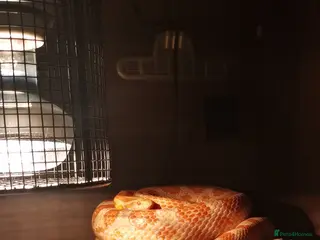 Corn Snake reptiles Amel (amelanistic) corn snake - Advert 11