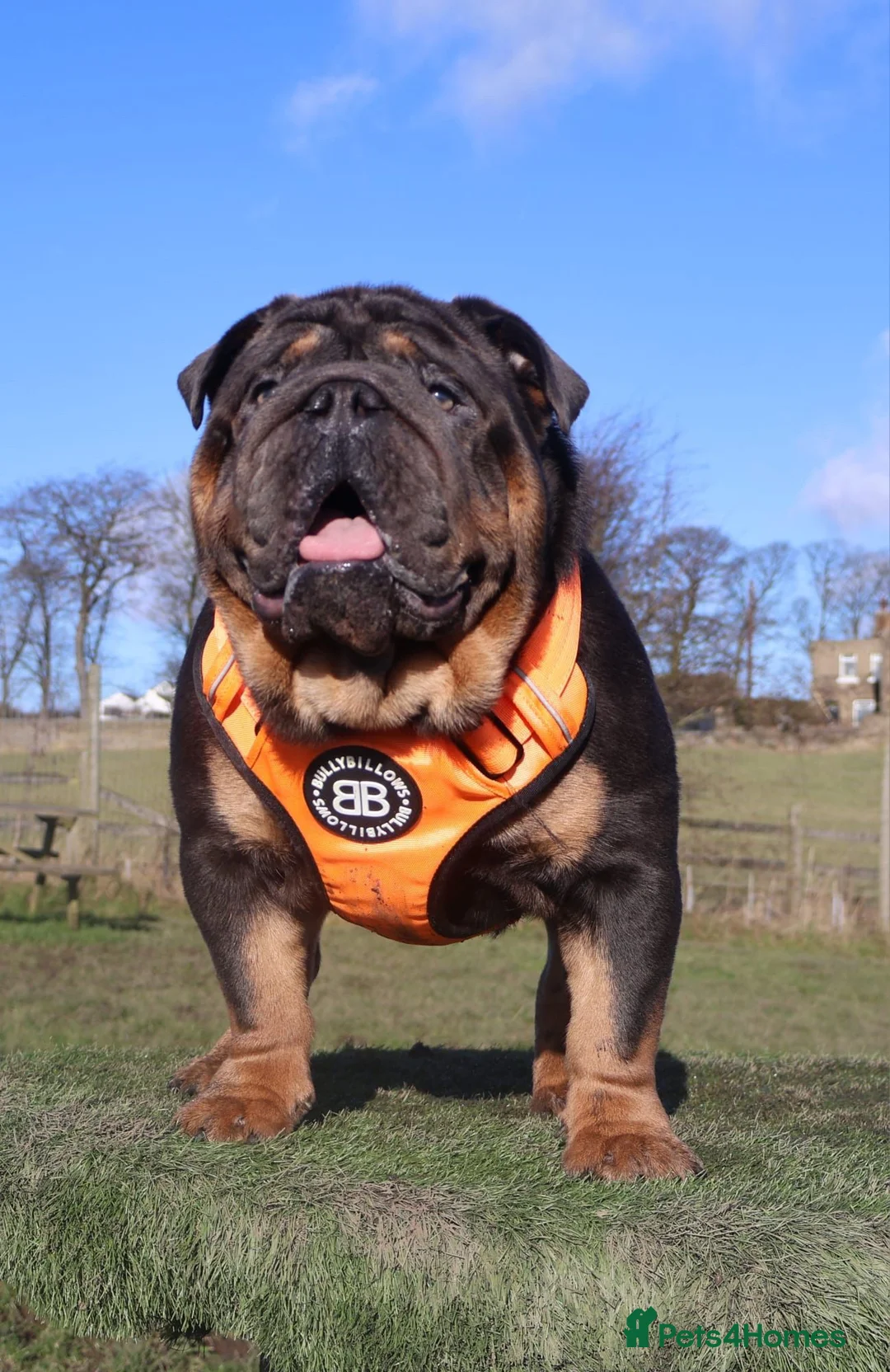 English Bulldog dogs for stud: KC Blue & Tan Bulldog for Stud - Advert 5