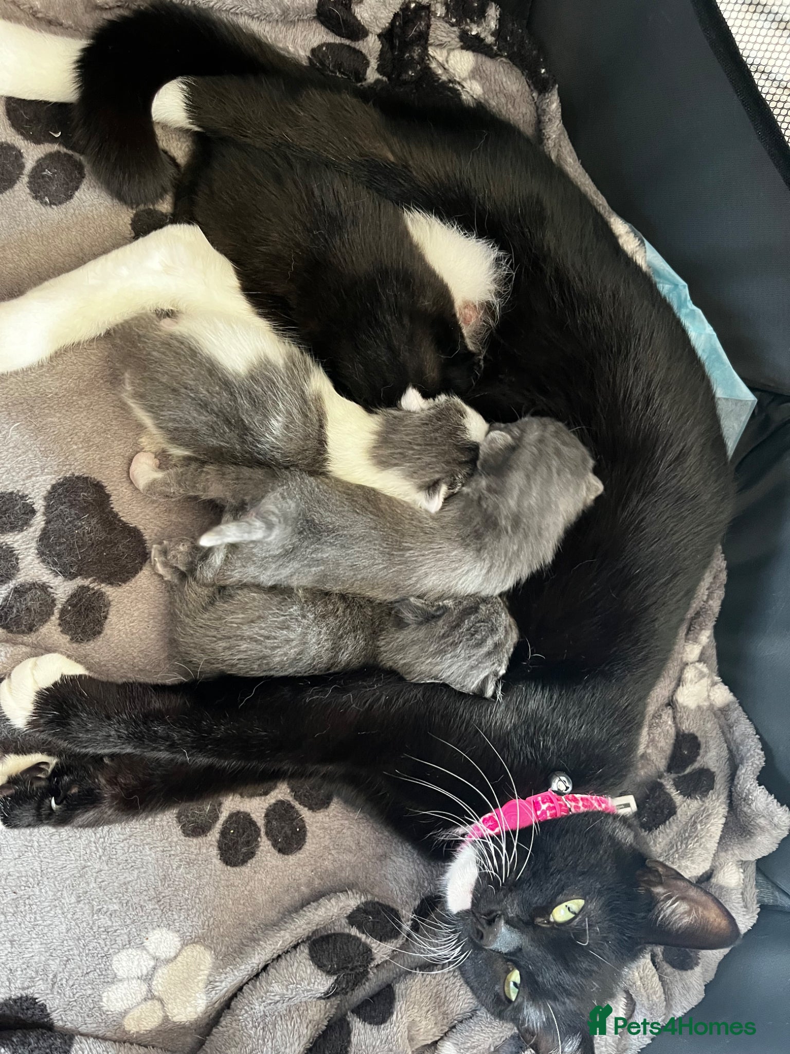 Domestic Shorthair cats Kittens - Advert 2