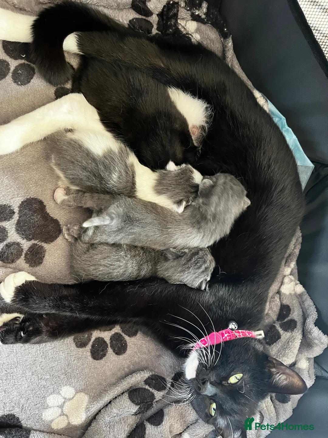 Domestic Shorthair cats for sale: Kittens - Advert 1