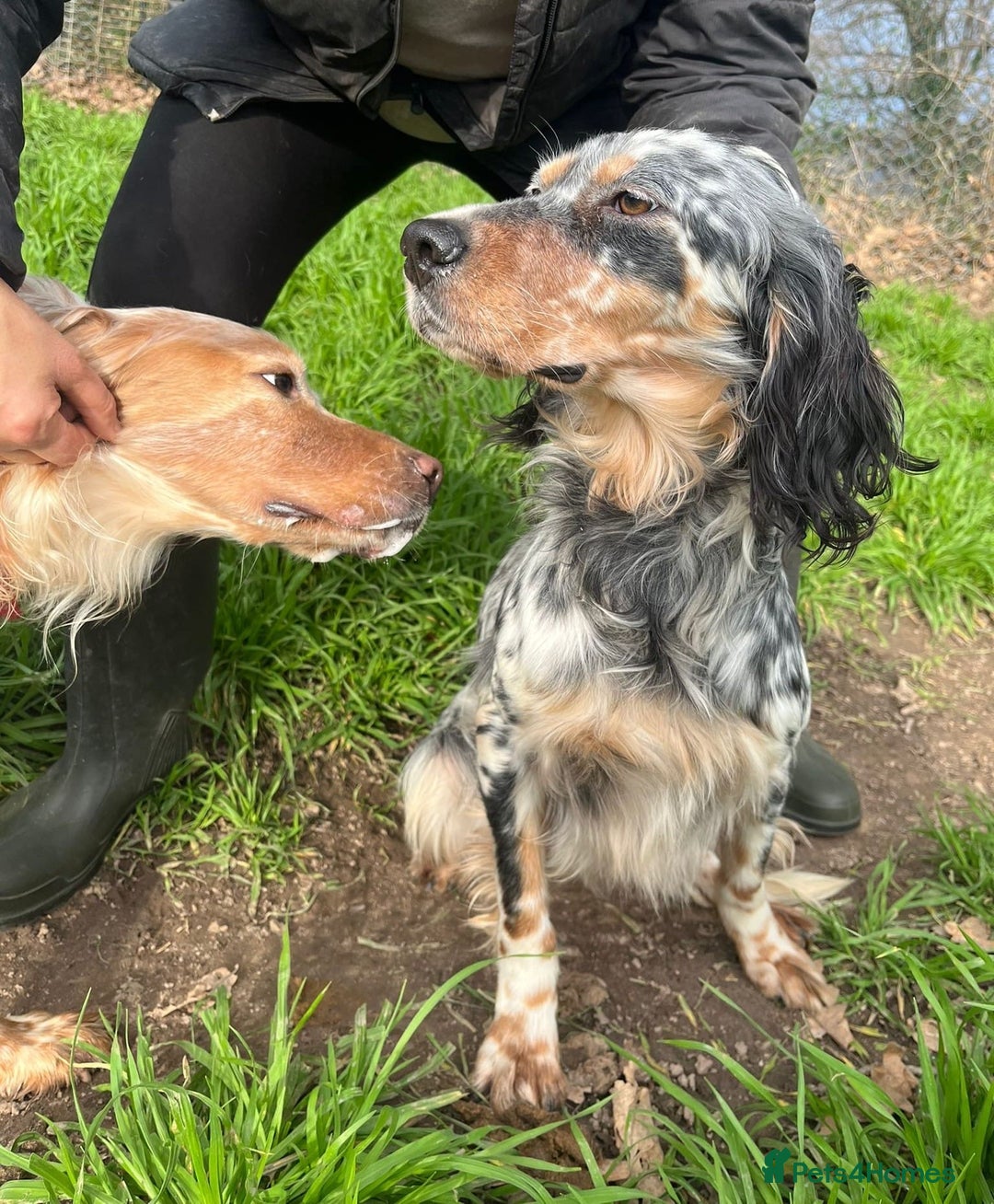 English Setter dogs for adoption: Lucera  - Advert 7