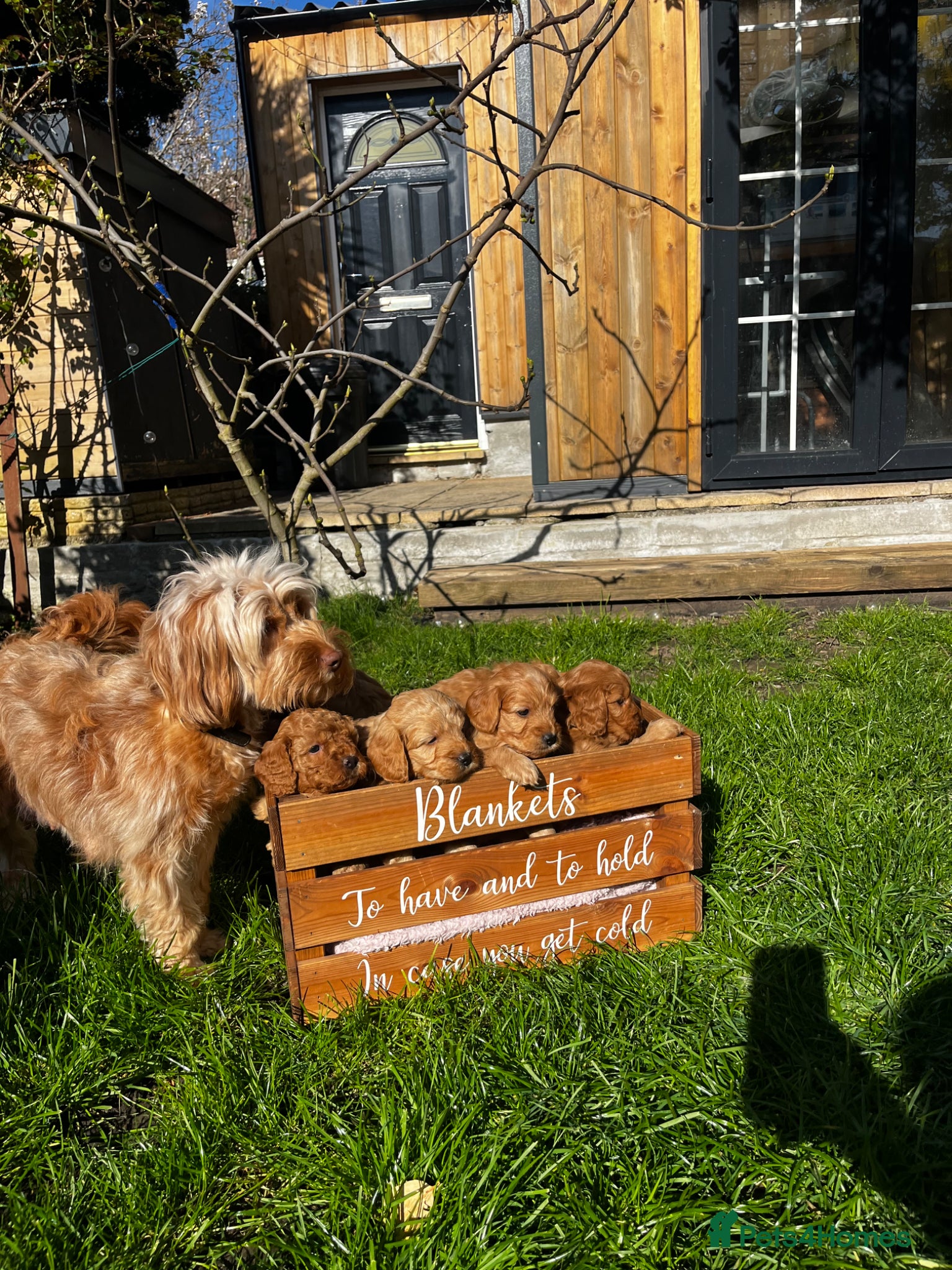 Cockapoo dogs Miniature f1b Cockapoo DNA clear 🐶  - Advert 1