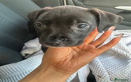 Mixed Breed dogs for sale: Staff x cane corso puppies - Image 28
