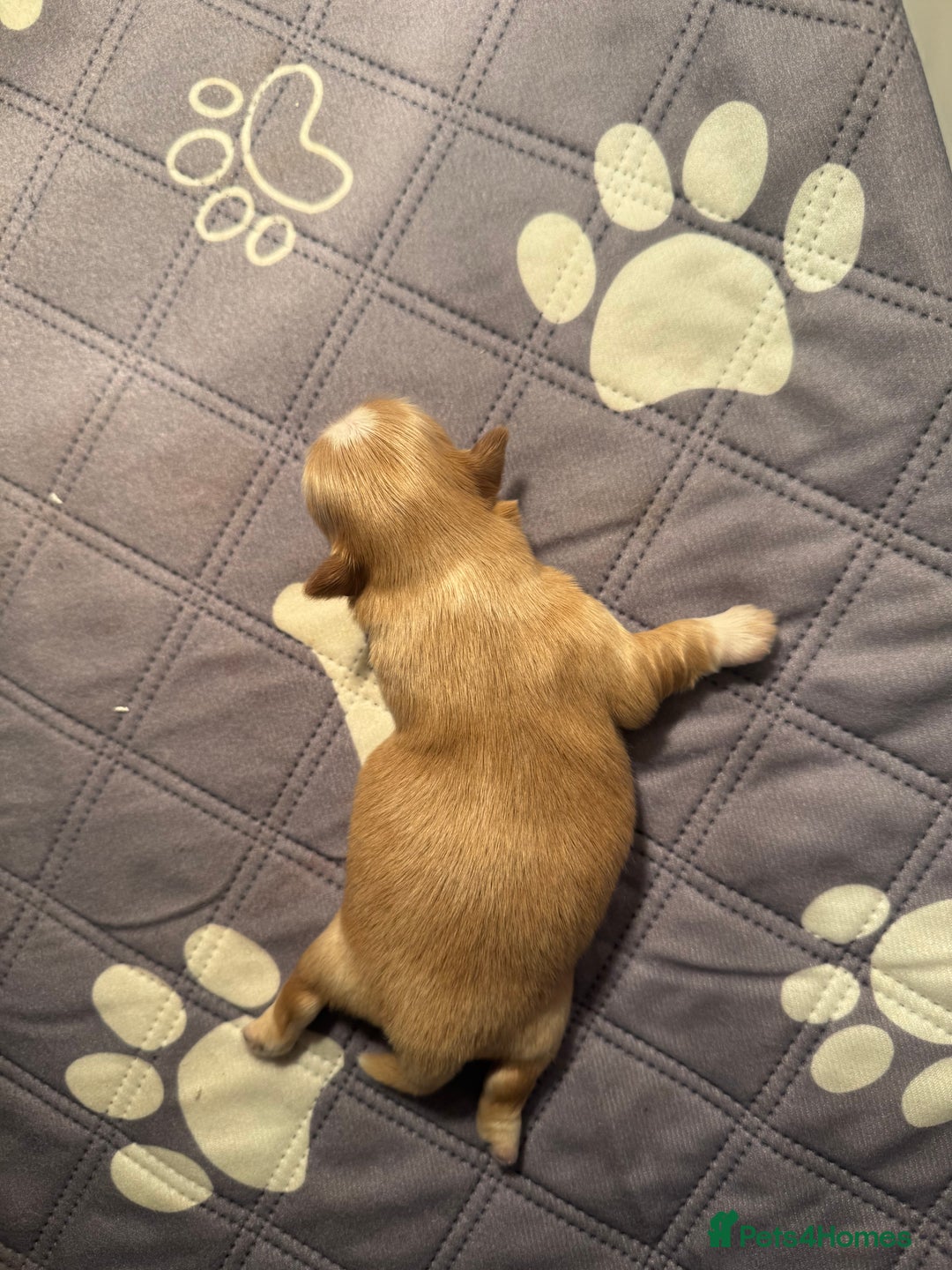 Shih Tzu dogs for sale: Imperial Shih-Tzu Puppies - Advert 9