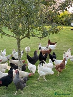 Chickens poultry in Spalding - Advert 5