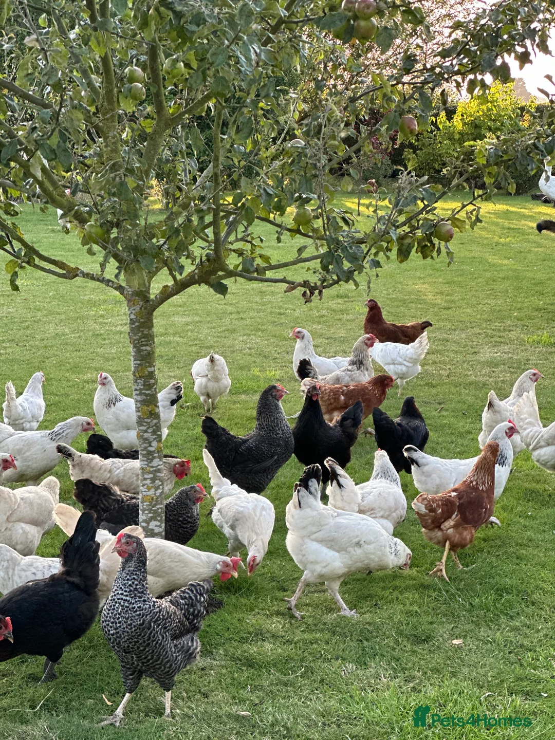 Chickens poultry for sale: All Colour POL Available  in Spalding - Advert 4