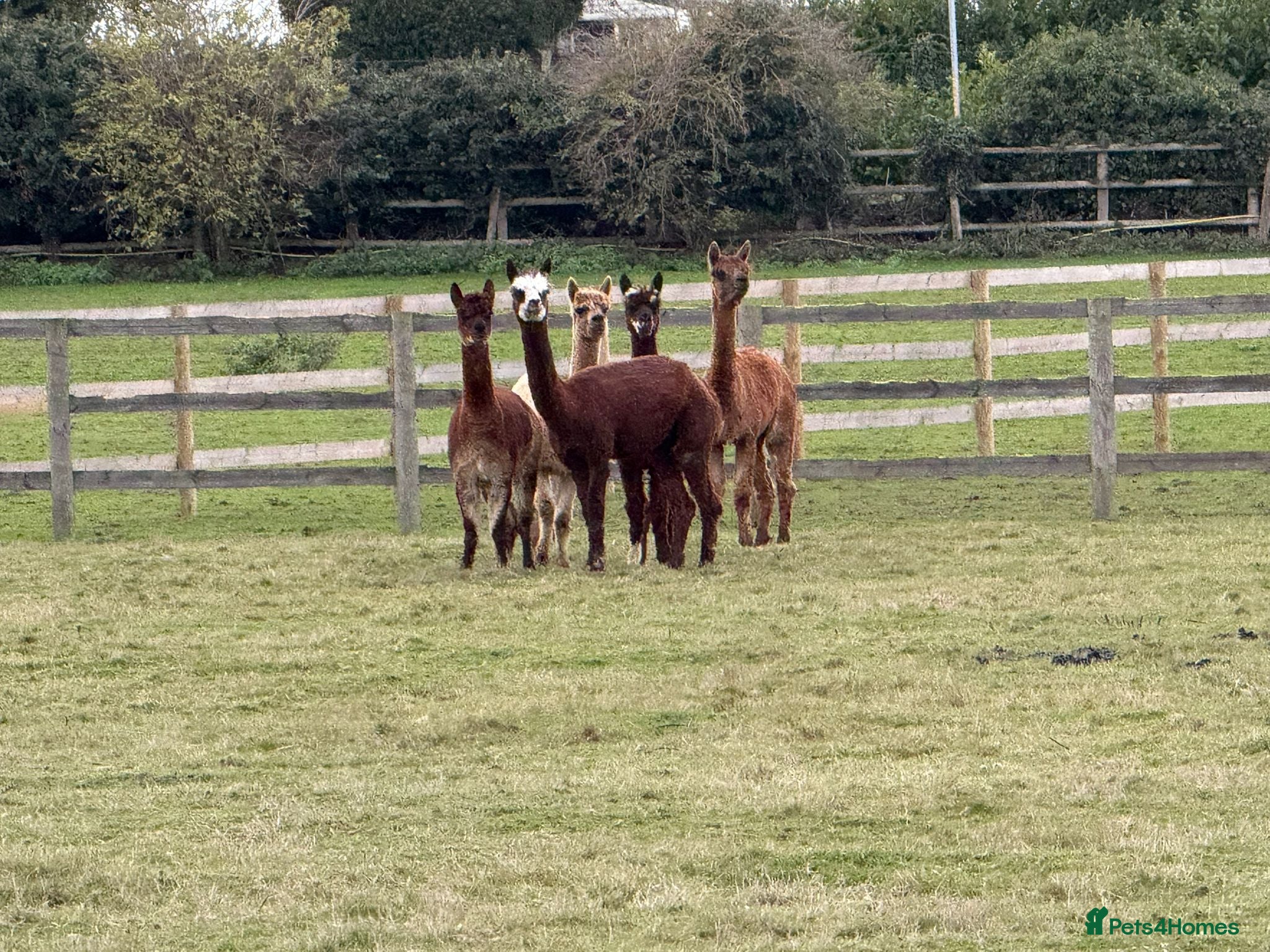 Alpaca livestock Mini Herd of Alpacas  - Advert 5