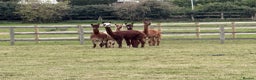 Alpaca livestock for sale: Mini Herd of Alpacas  - Advert 1
