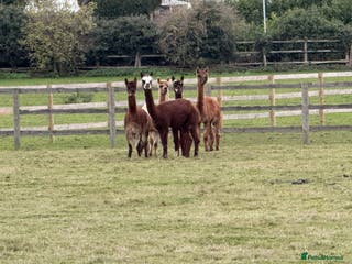 Alpaca livestock Mini Herd of Alpacas - Advert 2