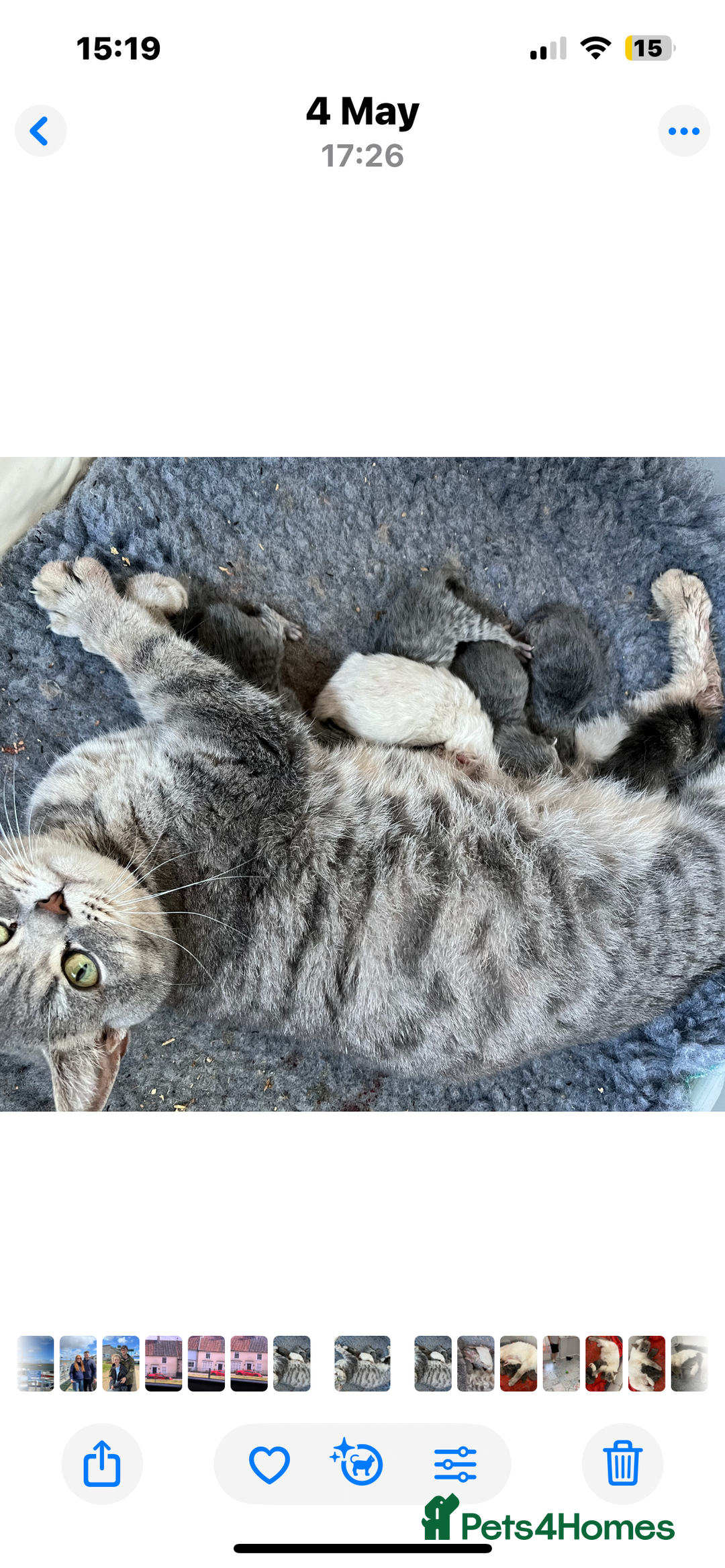 British Shorthair cats for sale: British shorthair x Persian  - Image 2