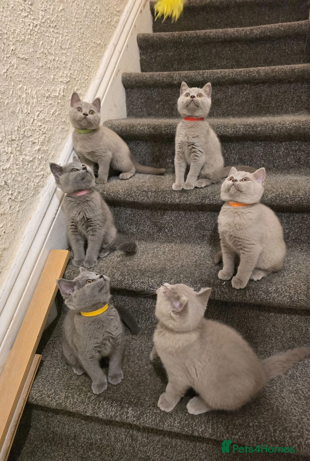 British Shorthair cats for sale: GCCF Active Parents- 6 British Shorthair Kittens - Advert 2