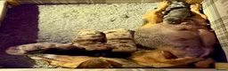 Miniature Dachshund dogs for sale: Miniature Dachshund Puppies  - Advert 8
