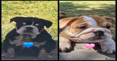 English Bulldog dogs in Houghton le Spring - Advert 5