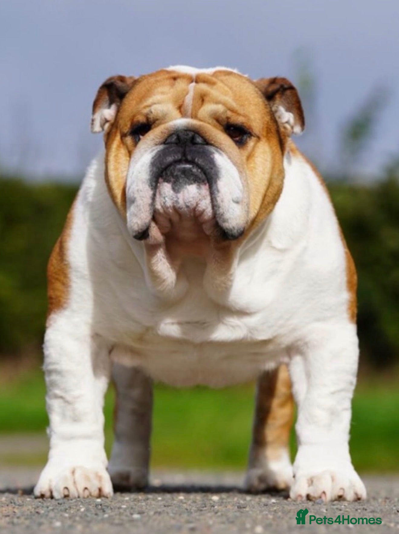 English Bulldog dogs KC Reg Standard Bulldog available at stud - Advert 7