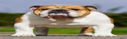 English Bulldog dogs for stud: KC Reg Standard Bulldog available at stud - Advert 1