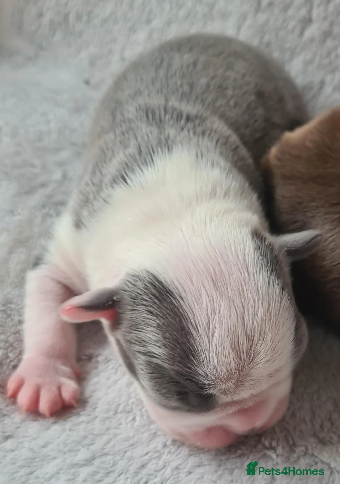 Boston Terrier dogs for sale: Beautiful Boston terrier pups  - Advert 13