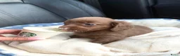 Miniature Dachshund dogs for sale: Long haired miniature chocolate dachshund - Advert 13