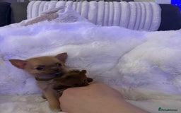 Pomchi dogs for sale: Fluffy Tiny Pomchi Puppies.🥰😍🤗 - Image 9