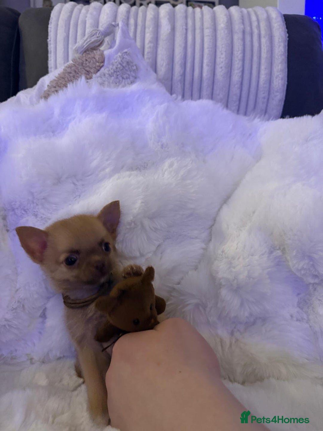Pomchi dogs for sale: Fluffy Tiny Pomchi Puppies.🥰😍🤗 - Image 9